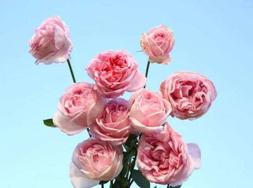 花型鲜明：初开时内包， 花瓣厚实每朵花大约有80片花瓣，花朵彳艮大（约12厘米），漂亮的浅杯状花型。