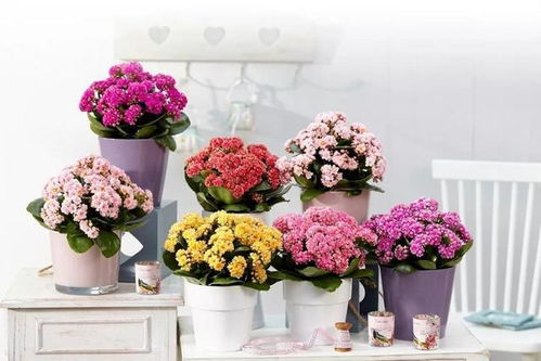 长寿花耐高温嫩力解析