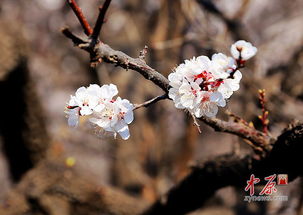杏花盛开季，最佳观赏期是何时