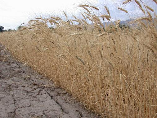 小麦病虫害的防治大揭秘