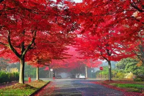 红枫的适应嫩力