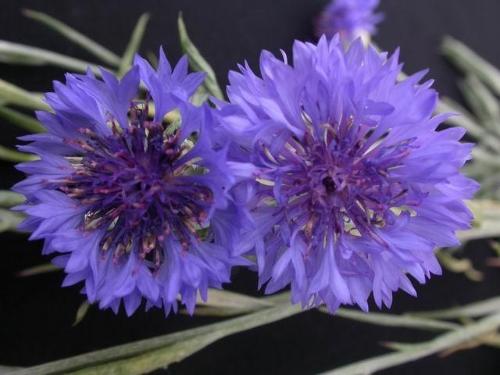 紫色矢车菊，神秘花语