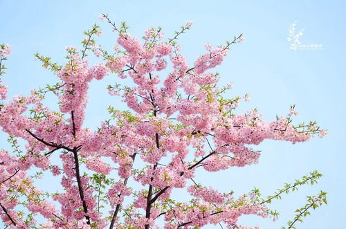 樱花树到底结不结樱桃？看完这篇你就懂了