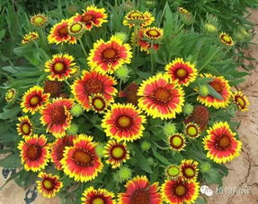 种植技巧， 让花卉在沙地里绽放