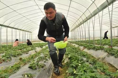 大棚草莓种植：除草剂使用须知