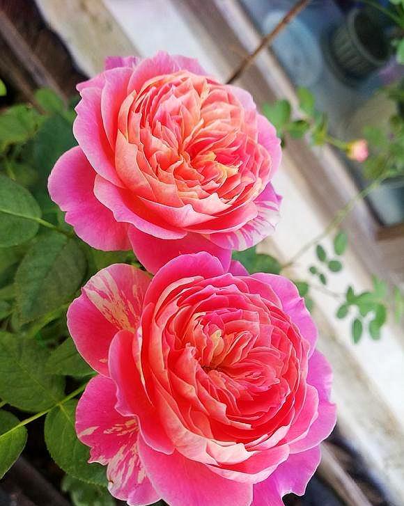 杀菌剂，是啥玩意儿？