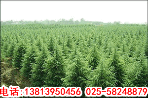 黔南地区的气候条件