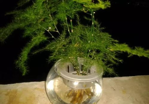 水培文竹发黄，是水质问题还是光照不足
