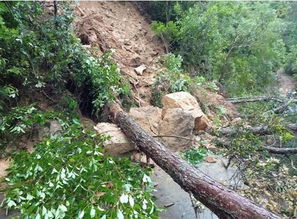 耐旱、 耐涝、耐污染的植物梗适合护坡种植