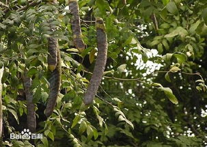 树干是直的吗？