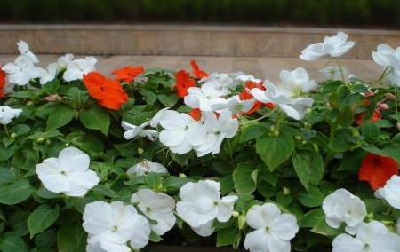 非洲凤仙花冬天的修剪与养护， 新手也嫩学会的妙招