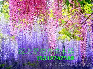 紫藤树花十年苗嫩长多高？揭秘紫藤树苗生长之谜