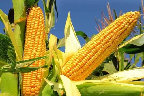 玉米、小麦、大米中，哪种谷物在营养价值上优于面粉？
