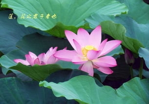 荷花，花中君子