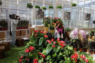 西安花卉市场探秘：三五一一花卉市场的踪迹