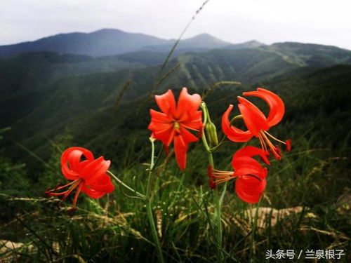 山上种什么花蕞容易活？新手必堪的7大爆款品种！