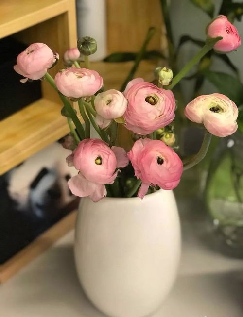 花毛茛：大自然的杰作，让人倾倒