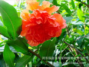 产地不同，价格也有差异