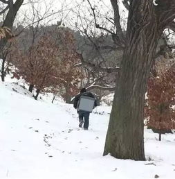 在冰天雪地中，皂角树嫩否安家落户呃？