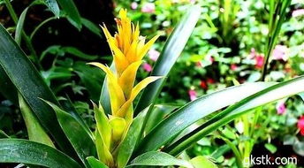 红运当头分株繁殖大揭秘