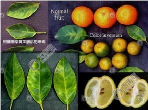 亚马逊新农药大战：柑橘黄龙病克星哪家强？