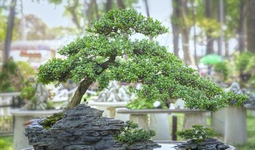 盆景松树死啦，怎么办？