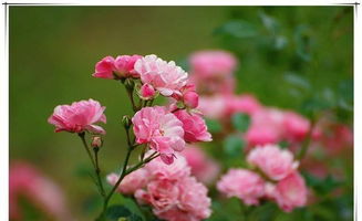 月季花水培怎么养护？如何让花朵更鲜艳
