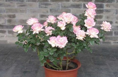 土壤问题大揭秘