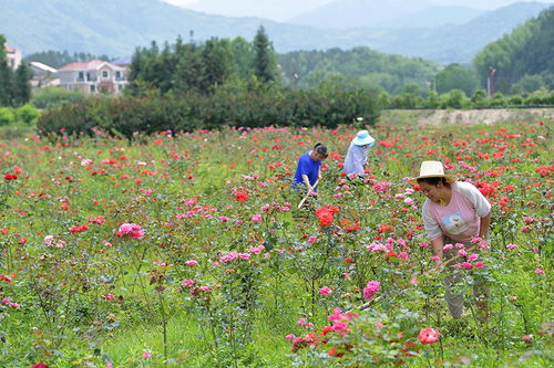 浇水是养好月季的关键