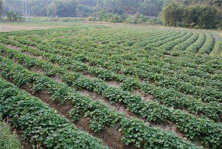 多菌灵使用， 有讲究