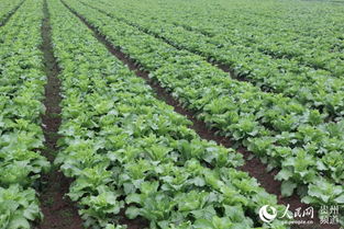 种植方法和养护：大叶黄杨球怎么种，怎么养