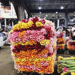 斗南花市玫瑰如何分级？品质优劣