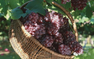 多菌灵的应用：不只是葡萄园