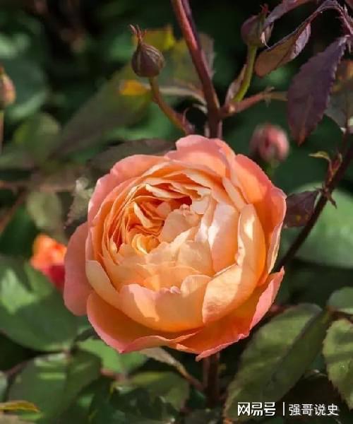 庭院里的黄橙色月季， 美丽与活力的象征