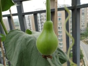 葫芦菜,你了解多少?