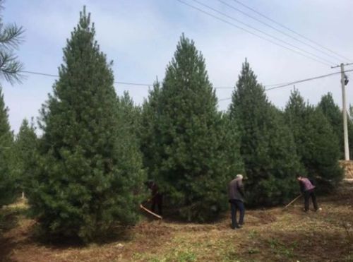 如何让白皮松在你的园林中茁壮成长？