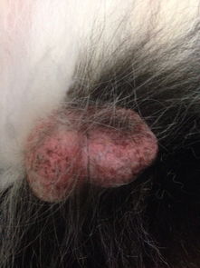 猪仔发烧身上发红有红点是什么原因，打什么针或药比较好？