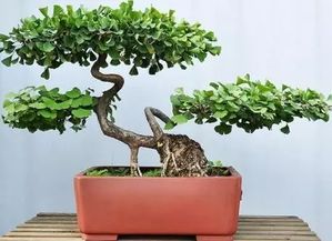 气势磅礴的盆景松树