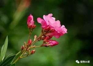 铃兰花虽美却有毒，为何不建议购买