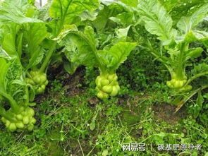 榨菜， 辣味十足，开胃又下饭