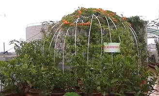 屋顶绿化：绿意盎然的屋顶