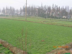 混播技巧， 生态袋边坡植物健壮生长的关键