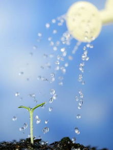 浇水，讲究方法