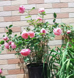 防冻、防风大作战