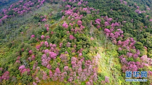 云南花卉的多样性与挑战