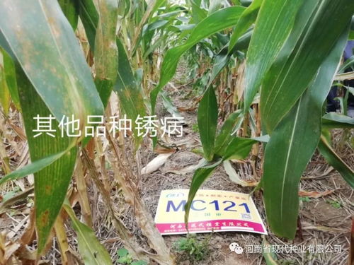 那些抗叶锈病的品种