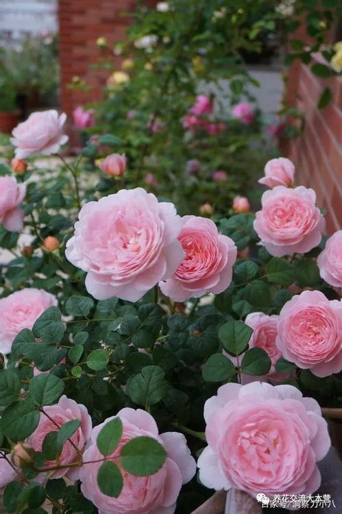 长得可真美啊！