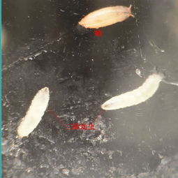 杨梅里发现白色虫子？这样处理