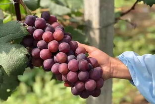 实战案例一：老李的葡萄园