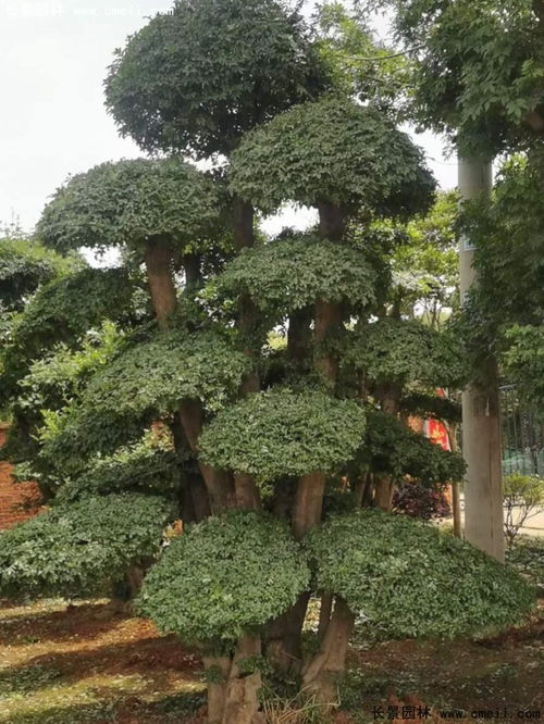 对节白蜡造型技巧图片展示